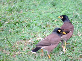 Real brown myna (Mynah) bird or known as Acridotheres tristis in close view