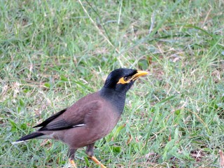 Real brown myna (Mynah) bird or known as Acridotheres tristis in close view