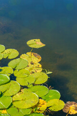 Purple blue water lilies on a pond. Nature background