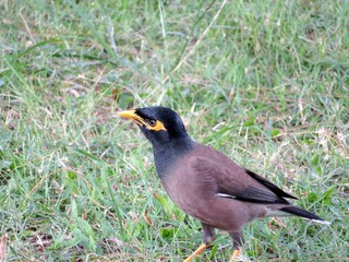 Real brown myna (Mynah) bird or known as Acridotheres tristis in close view