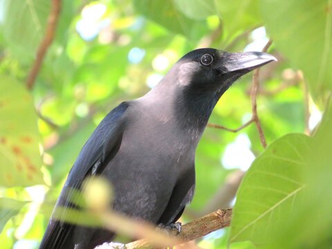 Real American Raven Crow or known as Corvus brachyrhynchos in close view