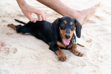 Happy Dachshund puppy dog laying on the sandy beach among owner feet and owner stroking. Happy pet on a walk.