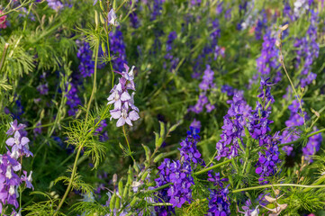 Purple blue wild flowers blooming outdoors. Nature background