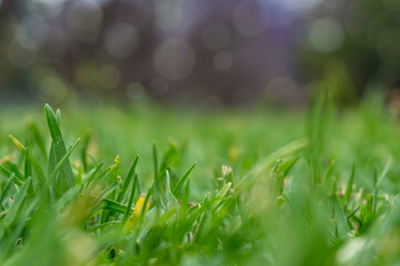 Green grass close up. Green grass, lawn turf texture background