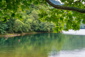 Beautiful forest landscape with lake and green leaves on tree branch