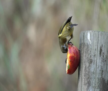 A Bellbird in New Zealand feeds on an apple from a fence post and flys away in slow motion