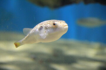 泳ぐクサフグ © misumaru51shingo