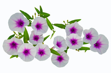 Fototapeta na wymiar Beautiful morning glory flowers on white background