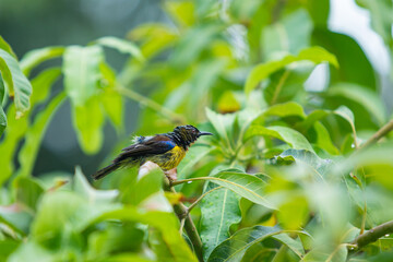 Beautiful little Sunbird enjoying with a rain drop on the mango tree close up. Colorful small bird in tropical zone. Bird refreshing itself and eating rain water on a tree. Wildlife animal concept.