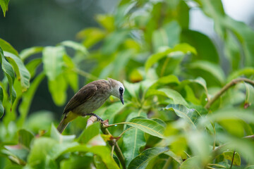 Beautiful little Sunbird enjoying with a rain drop on the mango tree close up. Colorful small bird in tropical zone. Bird refreshing itself and eating rain water on a tree. Wildlife animal concept.