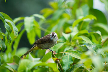 Beautiful little Yellow-Vented Bulbul enjoying with a rain drop on the mango tree close up. Colorful small bird in tropical zone. Wildlife animal concept.