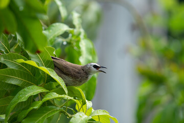 Beautiful little Yellow-Vented Bulbul enjoying with a rain drop on the mango tree close up. Colorful small bird in tropical zone. Wildlife animal concept.