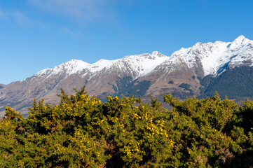 Mountain landscape with snow-capped mountains and green plants