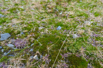 High altitude cold climate green moss on a rock