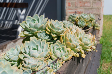 Beautiful succulent plants in the flowerpot outdoors