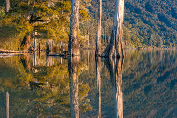 Trees reflected in mirror-like lake water. Nature landscape with reflection