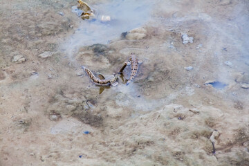 Close up view of real mud skipper by the shore