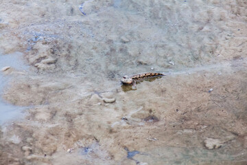Close up view of real mud skipper by the shore