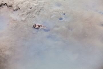Close up view of real mud skipper by the shore