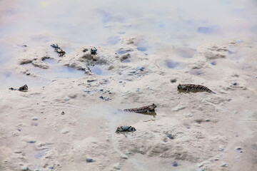 Close up view of real mud skipper by the shore