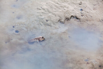 Close up view of real mud skipper by the shore