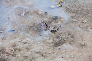 Close up view of real mud skipper by the shore