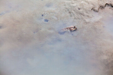 Close up view of real mud skipper by the shore