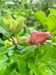 snail on leaf