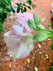 pink rose in water