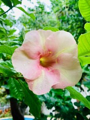pink rose bush