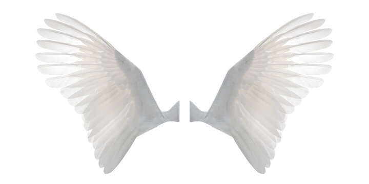 White angel wings isolated on white background