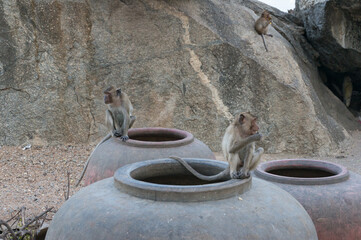 Cute group of monkeys, macaques in a Thailand city