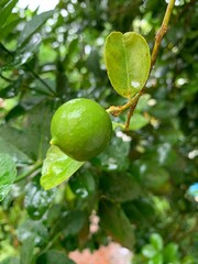 lime on tree