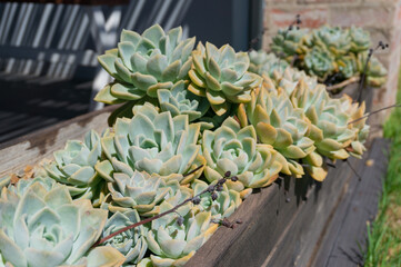 Beautiful succulent plants in the flowerpot outdoors