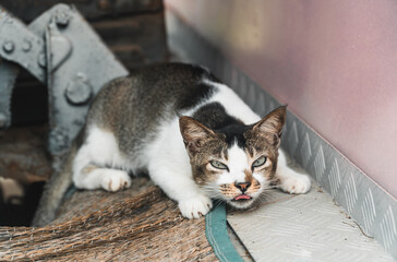 Funny cat sticking out tongue looking into camera. Meme pet animal. Outdoor daylight. Angry stray cat. Green eyes