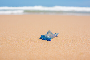 Blue bottle jellyfish on the sand with soft water wave © Olga K