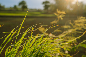 Leaf blown pictures. Leaves and evening light