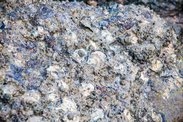 Close of view of real oyster on top muddy rock by the shore