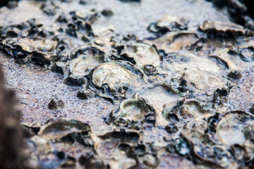 Close of view of real oyster on top muddy rock by the shore