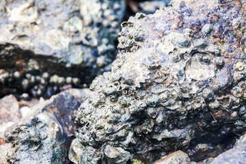 Close of view of real oyster on top muddy rock by the shore
