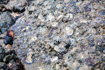 Close of view of real oyster on top muddy rock by the shore