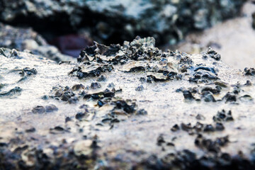 Close of view of real oyster on top muddy rock by the shore