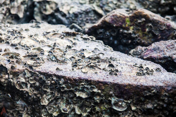Close of view of real oyster on top muddy rock by the shore