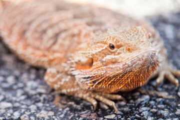 Real dragon lizard portrait view in close up with blur background