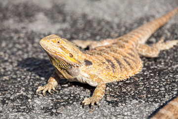 Real dragon lizard portrait view in close up with blur background