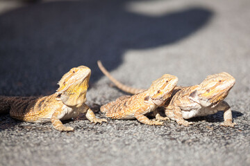 Real dragon lizard portrait view in close up with blur background