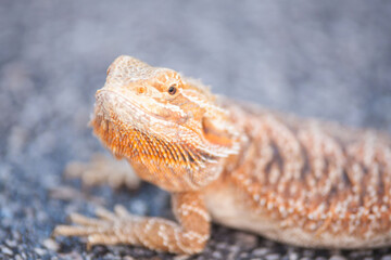 Real dragon lizard portrait view in close up with blur background