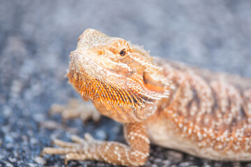 Real dragon lizard portrait view in close up with blur background