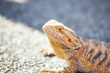 Real dragon lizard portrait view in close up with blur background
