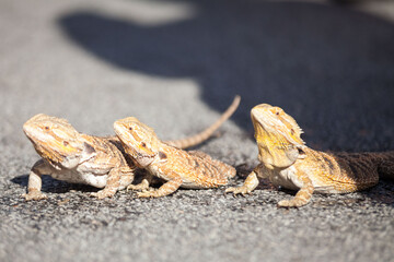 Real dragon lizard portrait view in close up with blur background